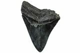 Bargain, Fossil Megalodon Tooth - South Carolina #301815-1